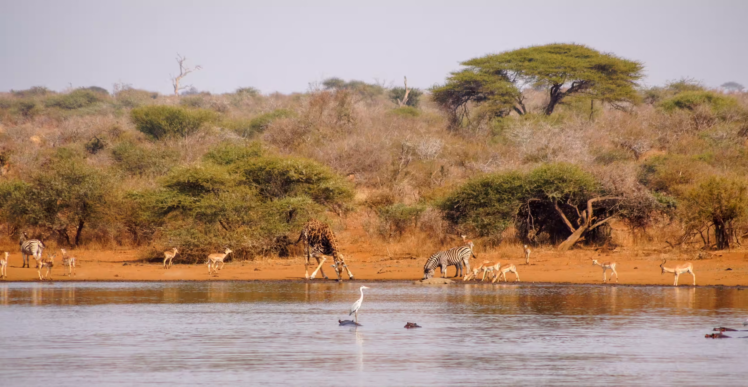 Great Ruaha River landscape during dry season