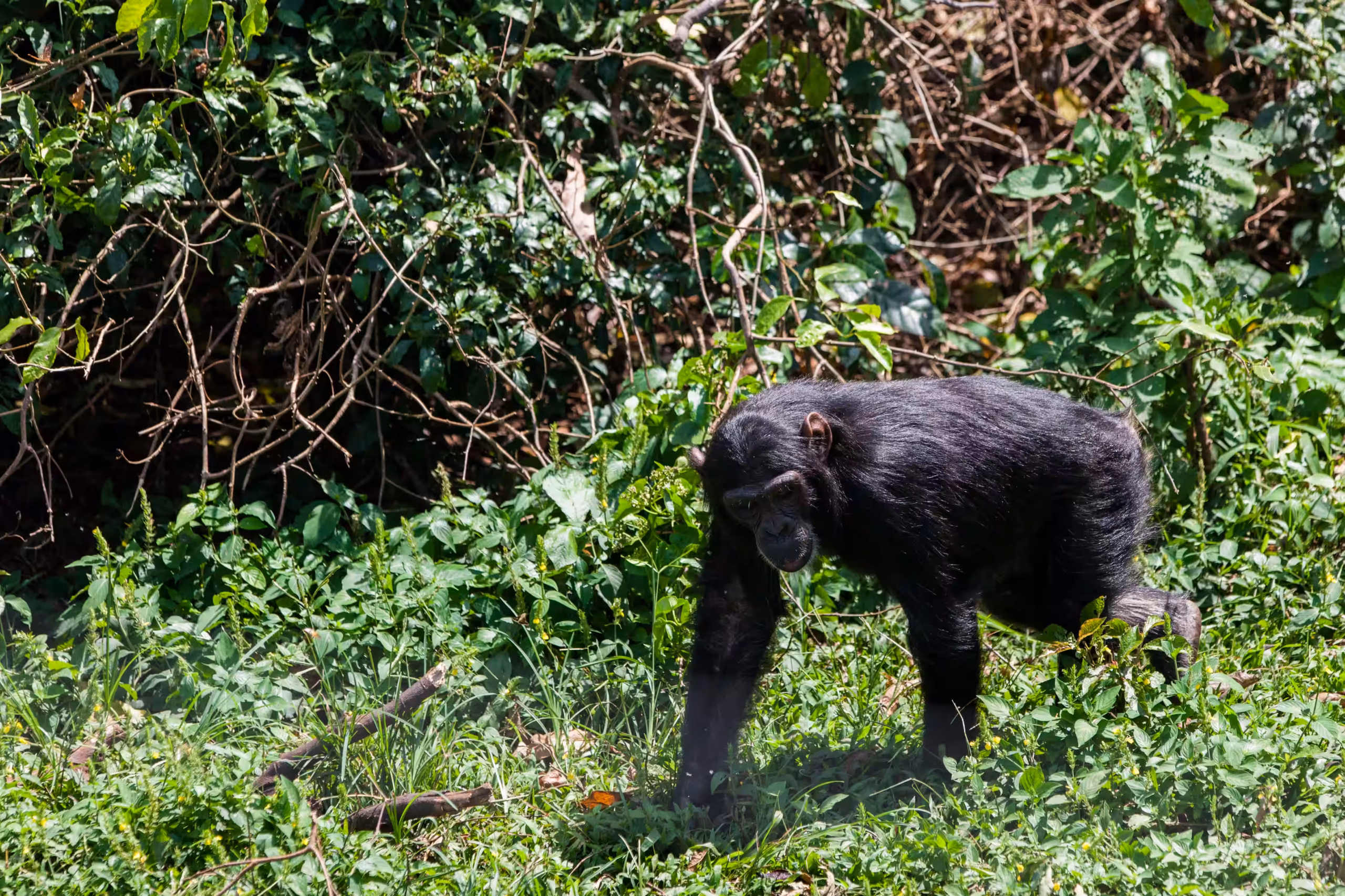 Chimpanzee Trekking — Mahale
