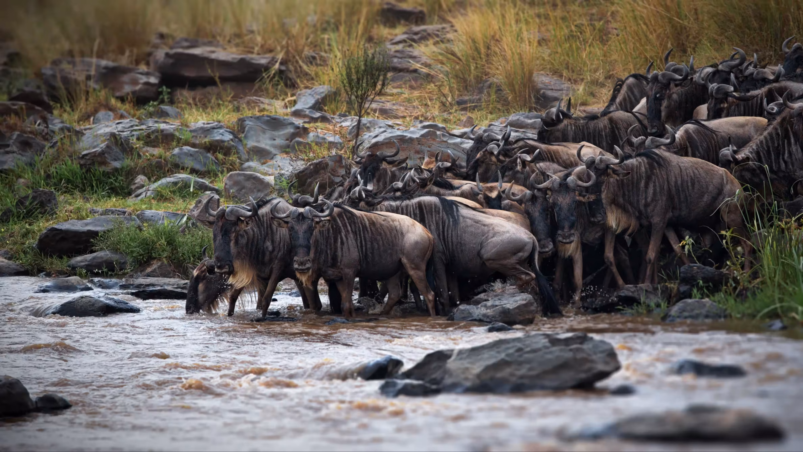 Buffalo herd at the Mara River crossing